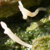 Multiclavula vernalis
